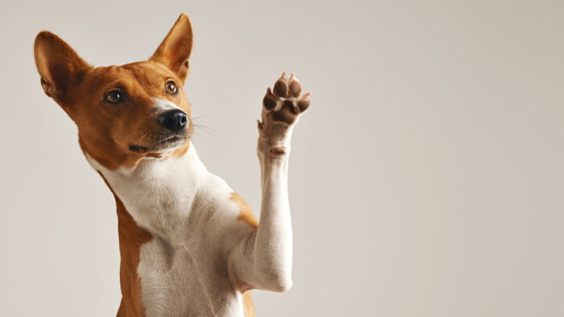 adoravel cachorro basenji marrom e branco sorrindo e dando mais uns cinco isolado no branco (1)